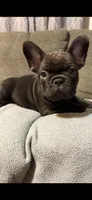 Chocolate , a male French Bulldog for sale in Beattyville, KY – 1 of 10