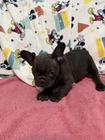 Chocolate , a male French Bulldog for sale in Beattyville, KY – Photo 2 of 5