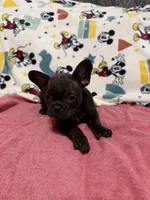 Chocolate , a male French Bulldog for sale in Beattyville, KY – Photo 1 of 5
