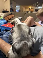 Jack AKC, a female Miniature Schnauzer for sale in Beattyville, KY – 6 of 9