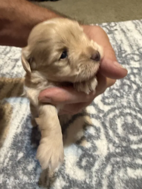 Blondie – Miniature Schnauzer puppy for sale in Beattyville, KY
