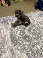 Benny AKC, a male Miniature Schnauzer for sale in Beattyville, KY – 10 of 10