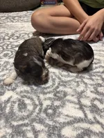 Benny, a female Miniature Schnauzer for sale in Beattyville, KY – 6 of 6