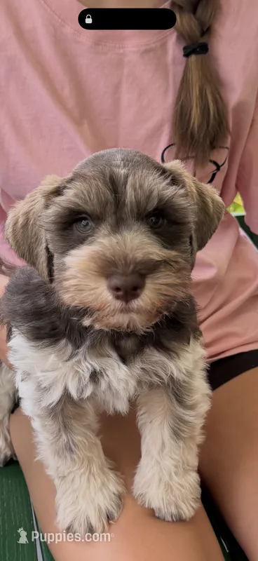 Benny AKC – Miniature Schnauzer puppy for sale in Beattyville, KY