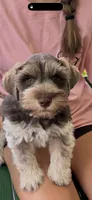 Benny AKC, a male Miniature Schnauzer for sale in Beattyville, KY – 1 of 10