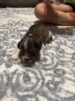 Benny, a female Miniature Schnauzer for sale in Beattyville, KY – 3 of 6