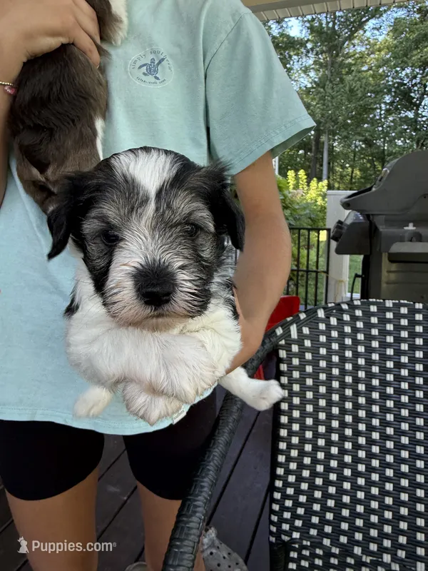 Jack AKC – Miniature Schnauzer puppy for sale in Beattyville, KY