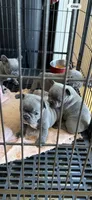 Steel, a male French Bulldog for sale in Beattyville, KY – 2 of 2