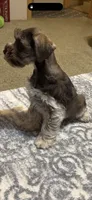 Benny AKC, a male Miniature Schnauzer for sale in Beattyville, KY – 2 of 10