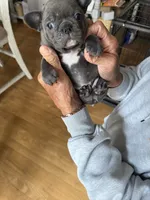 Mia, a female French Bulldog for sale in Beattyville, KY – 6 of 7