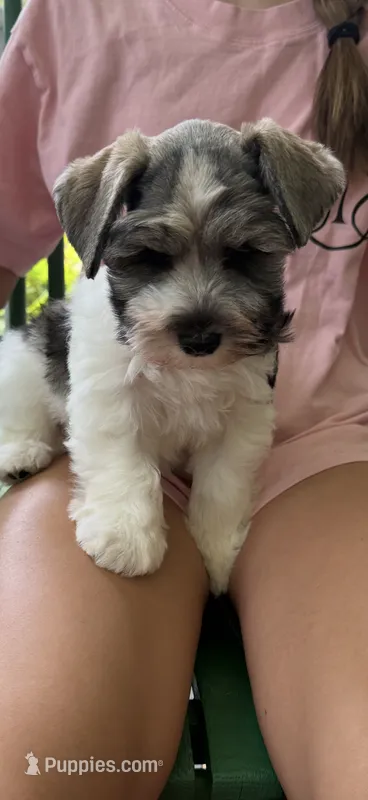 Jack AKC – Miniature Schnauzer puppy for sale in Beattyville, KY