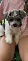 Jack AKC, a female Miniature Schnauzer for sale in Beattyville, KY – 1 of 9