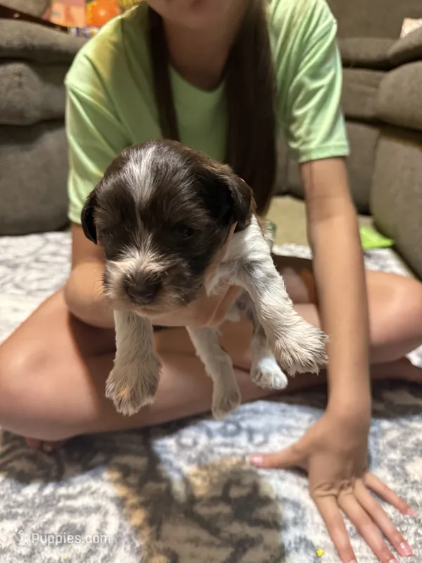Benny – Miniature Schnauzer puppy for sale in Beattyville, KY
