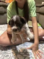 Benny, a female Miniature Schnauzer for sale in Beattyville, KY – 1 of 6