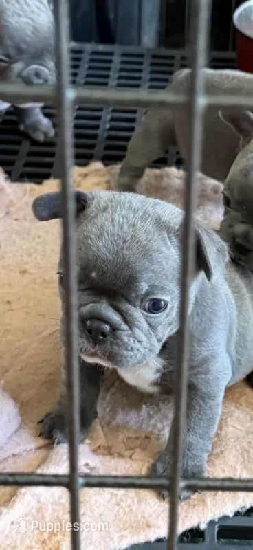 Bella – French Bulldog puppy for sale in Beattyville, KY