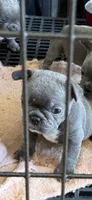 Bella, a male French Bulldog for sale in Beattyville, KY – 1 of 1