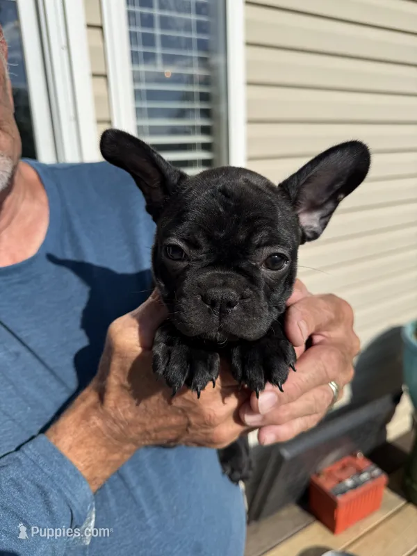 Mia – French Bulldog puppy for sale in Beattyville, KY