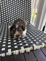 Benny AKC, a female Miniature Schnauzer for sale in Beattyville, KY – 8 of 8