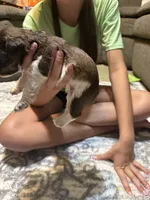 Benny, a female Miniature Schnauzer for sale in Beattyville, KY – 4 of 6
