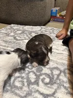 Benny, a female Miniature Schnauzer for sale in Beattyville, KY – 2 of 6