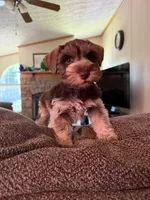 Benny AKC, a male Miniature Schnauzer for sale in Beattyville, KY – 8 of 10