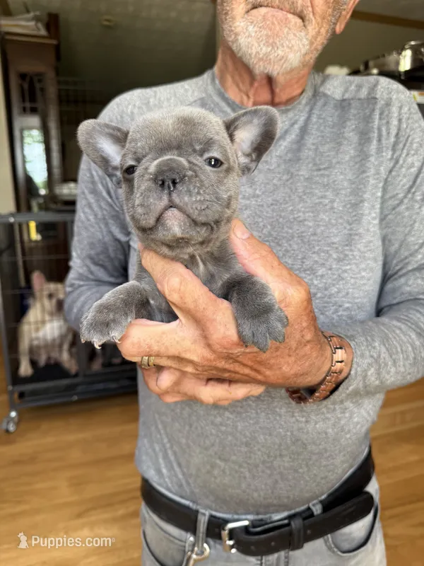 Smokey – French Bulldog puppy for sale in Beattyville, KY