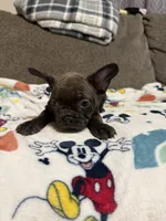 Ginger, a female French Bulldog for sale in Beattyville, KY – 7 of 8