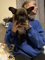 Ginger, a female French Bulldog for sale in Beattyville, KY – 1 of 8