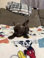 Ginger, a female French Bulldog for sale in Beattyville, KY – 8 of 8