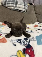 Ginger, a female French Bulldog for sale in Beattyville, KY – 2 of 8