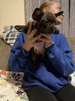Ginger, a female French Bulldog for sale in Beattyville, KY – 6 of 8