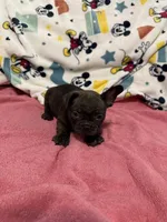 Ginger, a female French Bulldog for sale in Beattyville, KY – Photo 3 of 3