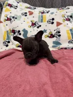 Ginger, a female French Bulldog for sale in Beattyville, KY – Photo 1 of 3