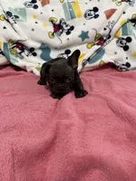 Ginger, a female French Bulldog for sale in Beattyville, KY – Photo 2 of 3