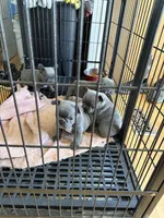 Mia, a female French Bulldog for sale in Beattyville, KY – 3 of 7