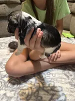 Jack, a female Miniature Schnauzer for sale in Beattyville, KY – 2 of 4