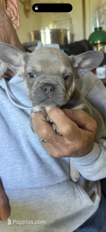 Sofia – French Bulldog puppy for sale in Beattyville, KY
