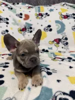 Sofia, a female French Bulldog for sale in Beattyville, KY – 7 of 10
