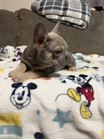 Sofia, a female French Bulldog for sale in Beattyville, KY – 4 of 10