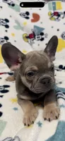Sofia, a female French Bulldog for sale in Beattyville, KY – 8 of 10