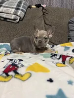 Sofia, a female French Bulldog for sale in Beattyville, KY – 6 of 10