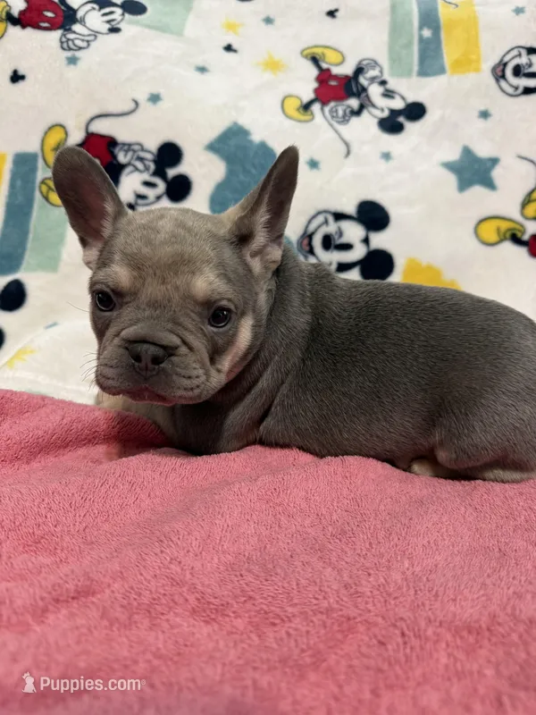 Sofia – French Bulldog puppy for sale in Beattyville, KY