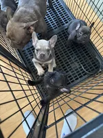 Sofia, a female French Bulldog for sale in Beattyville, KY – Photo 8 of 9