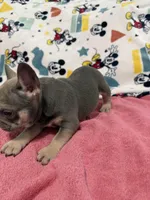 Sofia, a female French Bulldog for sale in Beattyville, KY – Photo 3 of 9