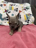 Sofia, a female French Bulldog for sale in Beattyville, KY – Photo 4 of 9