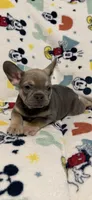 Sofia, a female French Bulldog for sale in Beattyville, KY – 9 of 10