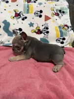 Sofia, a female French Bulldog for sale in Beattyville, KY – Photo 7 of 9