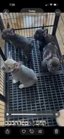 Sofia, a female French Bulldog for sale in Beattyville, KY – 10 of 10