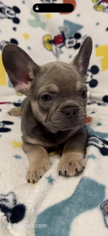 Sofia – French Bulldog puppy for sale in Beattyville, KY