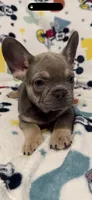 Sofia, a female French Bulldog for sale in Beattyville, KY – 1 of 10